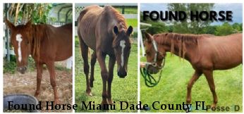 Found Horse Miami Dade County FL